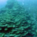 第56回　次世代につなごう！！「千年サンゴ」保全プロジェクト